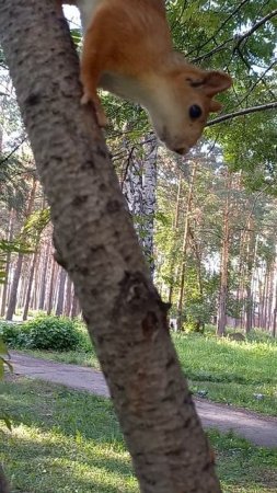 Белки в парке горбольницы 2023/07.30