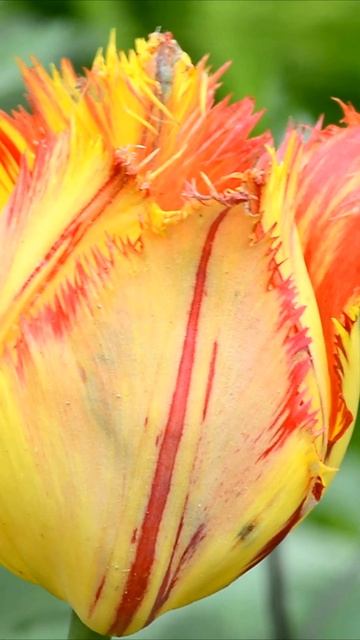 Выращивание тюльпанов дома в деревне смотреть онлайн