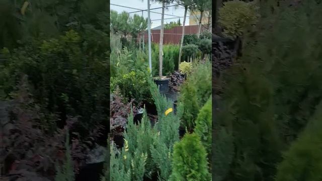 Уход за туи. Ошибки при уходе за туи . Взрыхления почвы смотреть онлайн