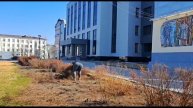 Обрезка кустов возле мэрии Южно-Сахалинска.