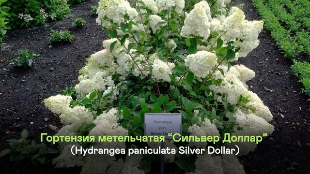 ГОРТЕНЗИИ — бомба! 15 лучших сортов для ЛЮБОГО участка