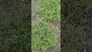 гвоздика -травянка летом