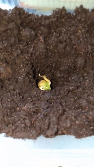 Посадка мандарин из семечки🙃 смотреть онлайн