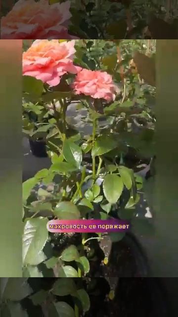 Японское очарование #микото# японские розы #цветы #сад смотреть онлайн