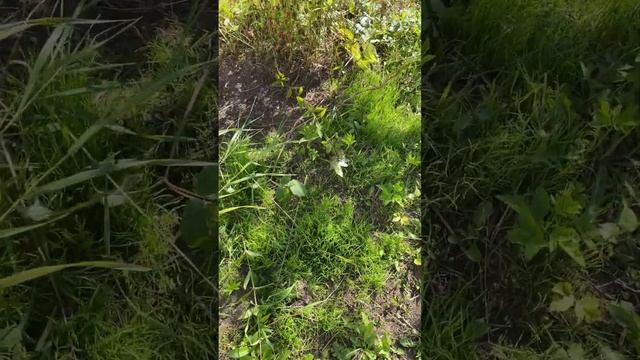 Выросла газонная трава?❓🏠👋🌻#дачныйблог#газон#пози смотреть онлайн