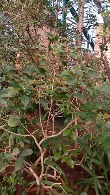 Аптекарский сегодня смотреть онлайн