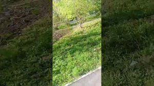 черёмуха расцвела