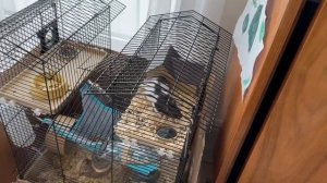 Гамак для хомяка