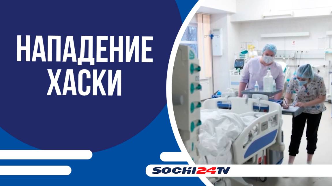 РАССЛЕДОВАНИЕ УГОЛОВНОГО ДЕЛА В ОТНОШЕНИИ 48-ЛЕТНЕГО ХОЗЯИНА ХАСКИ, КОТОРЫЕ НАПАЛИ СОЧИНЦА