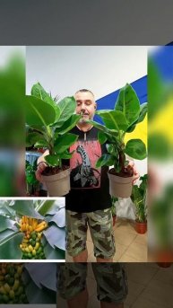 Королевский Банан Тропикана 🍌 цена 280 гривен! Бронь в