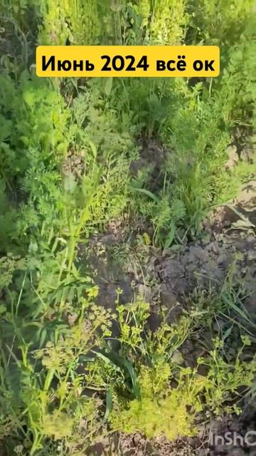 Много пишут разного, а мы просто идём дальше... #дача #ог смотреть онлайн