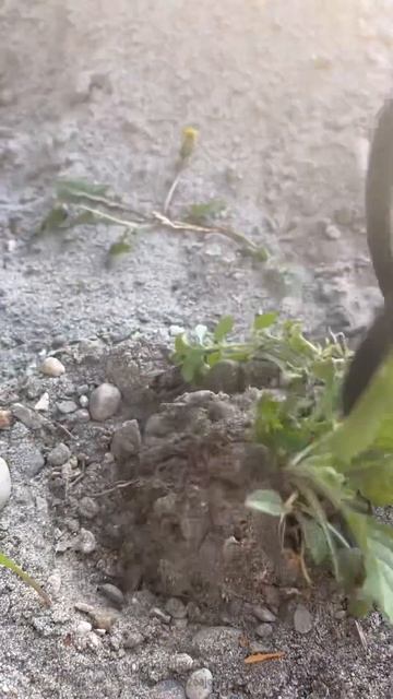 Сорняку скажем нет  👩🌾🚜#садоводство #продвинутый?
