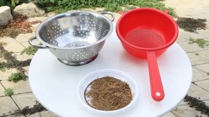 Петрушка. Сбор семян и их упаковка