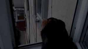 Лучшие моменты с забавными кошками.