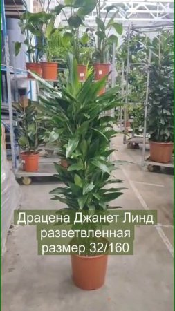 Драцена Джанет Линд разветвленная - отбираем для вас лучшие растения!
