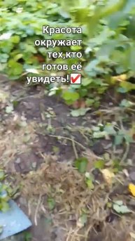 #цитаты#мысли☑️. Ура ,осень!🌈🙋❤️#позитив.В теплице