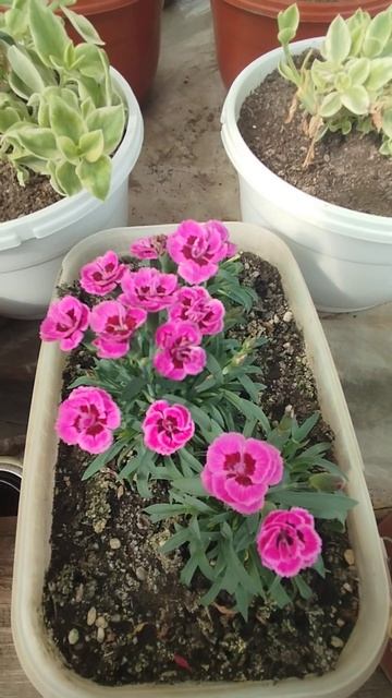 Гвоздика "Розовый поцелуй " совсем малыши , а цветёт вс? смотреть онлайн