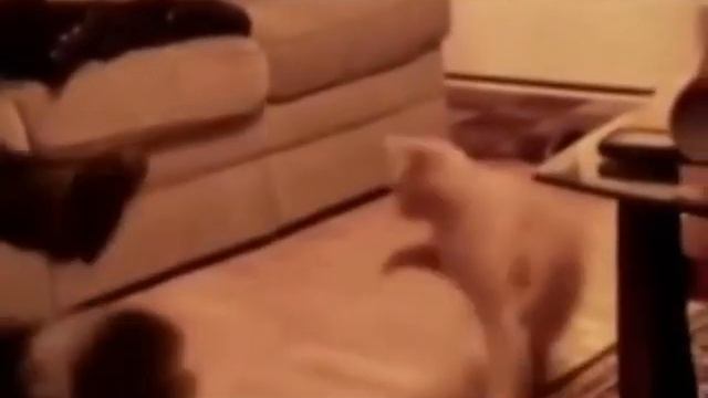 Самые прикольные видео с животными. Смейтесь с нами. смотреть онлайн