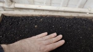 Черноклён из семян. Подготовка семян. Часть 1я.