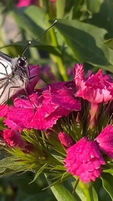Гвоздика турецкая в саду. Пусть распускается!