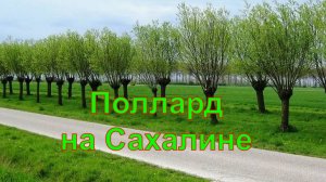 Обрезка Ивы в стиле поллардинг.