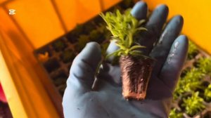 Пересаживаю калибрахоа /Как экономлю Превикур./Удобны