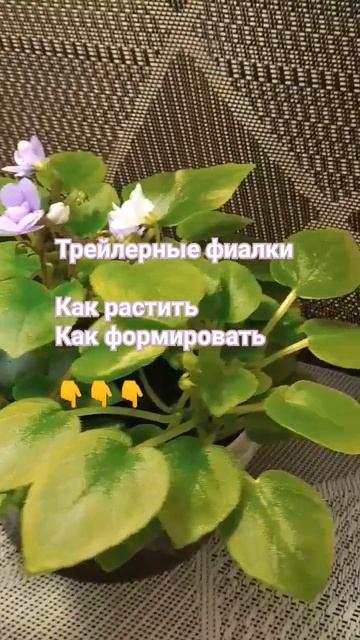 Инструкция  по выращиванию и  формированию трейлерных