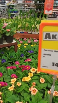 ОБИ 7км Пятницкого шоссе: примулы и гиацинты в контейн?