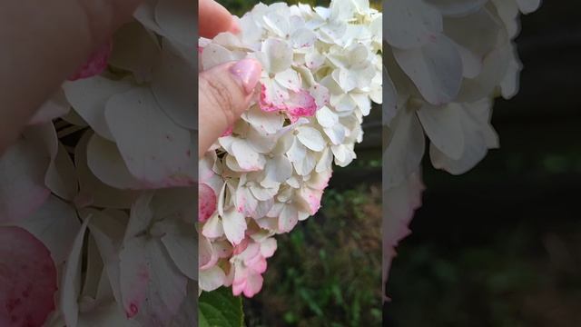 Метельчатая гортензия "Самарская Лидия". #гортензия #gar
