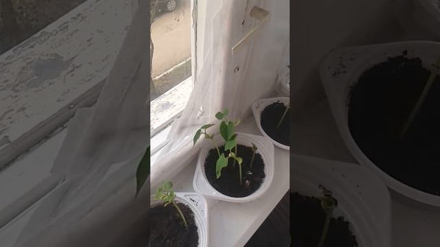 Как БЫСТРО вырастить рассаду дома