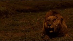 Как умирает Лев