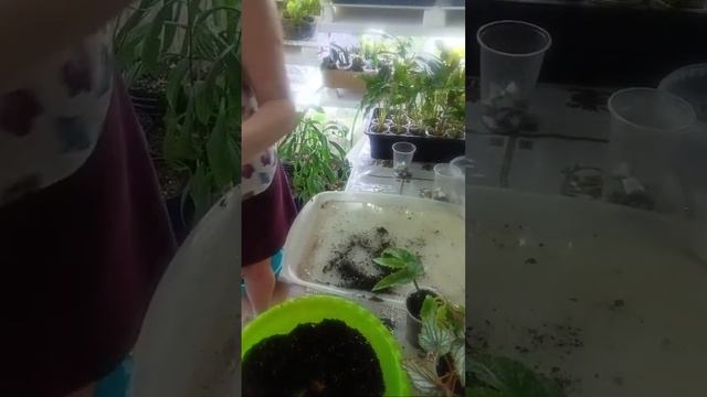 Посадка черенков в прямом эфире! смотреть онлайн