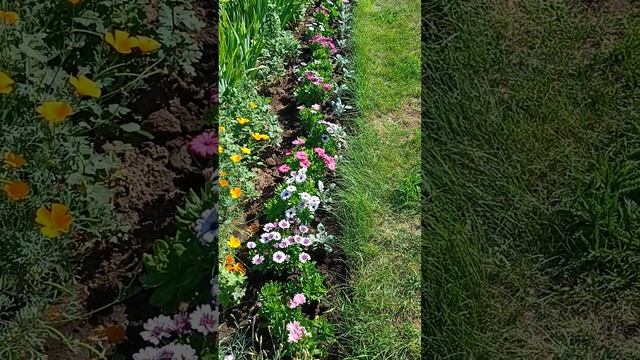 Остеоспермум - неприхотливый красавец.