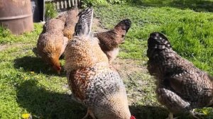 Куры Белефельдер на прогулке