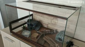Террариум для рептилий под ключ
