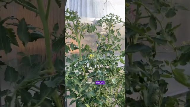 135. 16.07.2024 #сад #огород #дача #телаица #рассада #томаты #по смотреть онлайн
