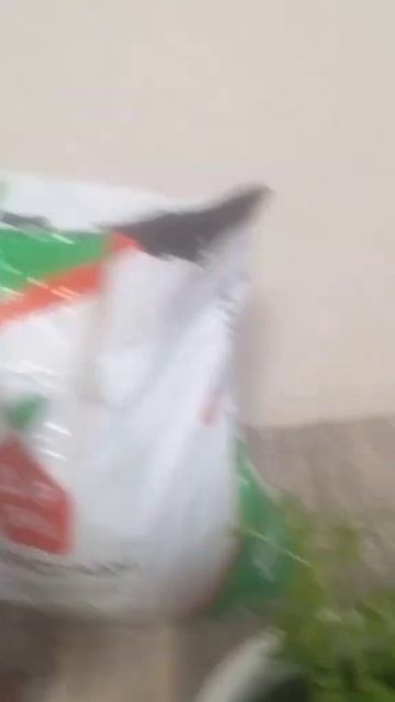 Рассада сладкого перца . Пересаживаю . смотреть онлайн