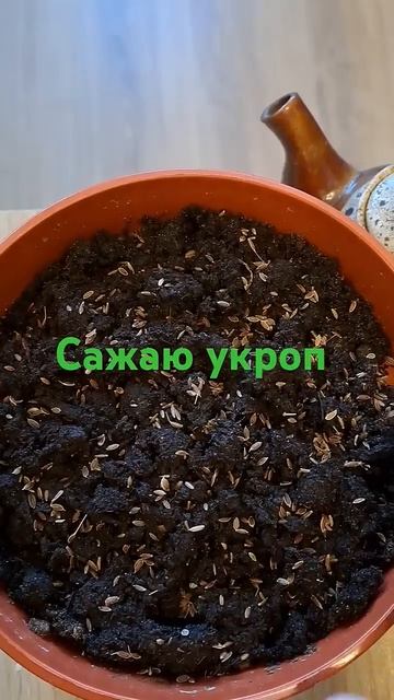 Сажаю укроп. Семена покупаю в аптеке. При посадке поли? смотреть онлайн