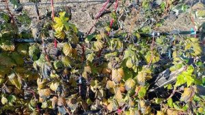 Осенняя искореняющая обработка сада на примере малин?