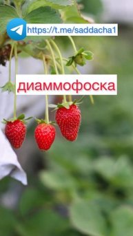 Подкормка клубники #саддача #земляника