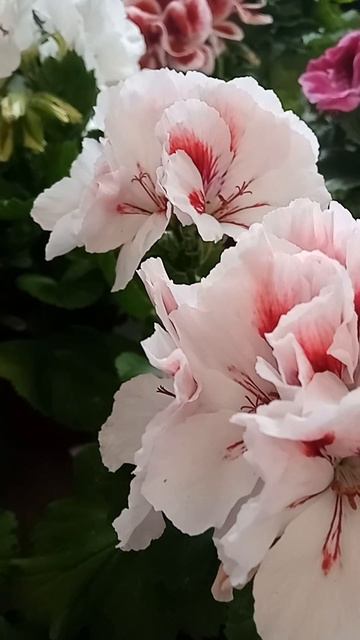 Комнатные цветы -3. #цветыдлядома #цветы смотреть онлайн