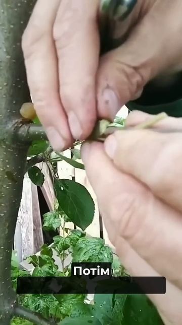 Як Прищеплювати Хвойні Дерева? 🌲 | #агромаркет #хвойні смотреть онлайн