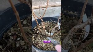 Как обрезать загущенный куст гортензии метельчатой?