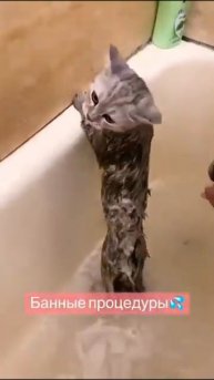 Купаем кисечку 🐈🛁