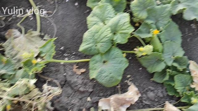 СОБИРАЕМ СВЕЖИЕ ОГУРЦЫ С ГРЯДКИ смотреть онлайн