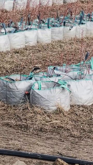 Голубика. март. 2025 #малугины #россия #краснодар #голуби? смотреть онлайн