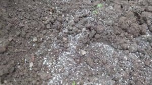 ТОМАТЫ -гномы после ЗАМОРОЗКОВ. Чем подкормить.