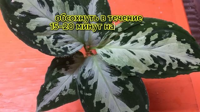 ПЕРЕКИСЬ ВОДОРОДА ДЛЯ КОМНАТНЫХ РАСТЕНИЙ 🌿 1 ЛОЖКА НА