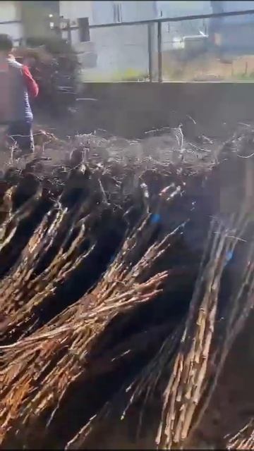 Радует подготовка саженцев к отправке, ведь это спосо? смотреть онлайн