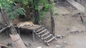 Поехали на устричную ферму! ПЕРВЫЙ РАЗ ПРОБУЮ УСТРИЦЫ??? УЖАСНО ИЛИ ВКУСНО??